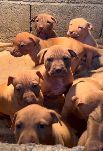 Cuccioli American Pit Bull Terrier | Foto 2