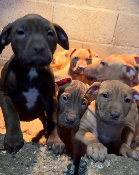 Cuccioli American Pit Bull Terrier | Foto 0