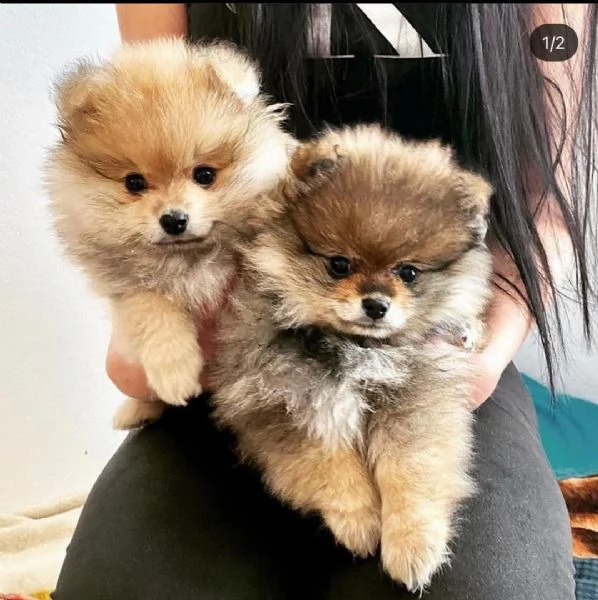 Cuccioli di Pomerania belli e sani disponibili | Foto 0
