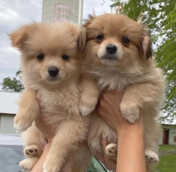 Cuccioli di Pomerania belli e sani disponibili