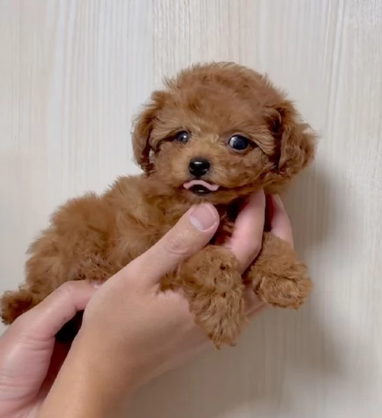 Regalo Barboncino Toy | Foto 0