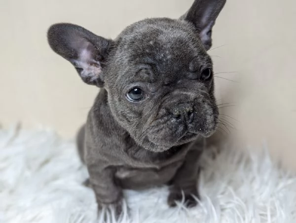 Bulldog francese maschi e femmina