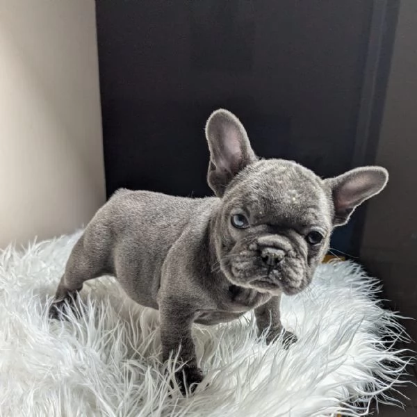 Bulldog francese maschi e femmina | Foto 1