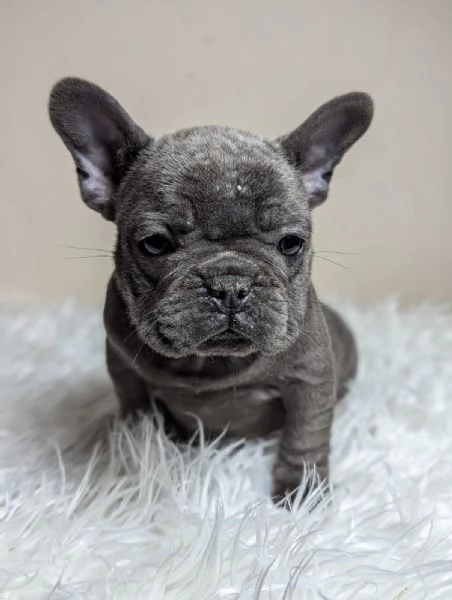 Bulldog francese maschi e femmina | Foto 0