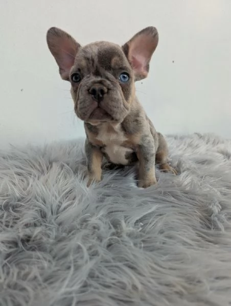 Bulldog francese cuccioli | Foto 1