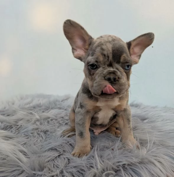 Bulldog francese cuccioli | Foto 0