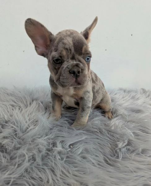 Bulldog francese cuccioli