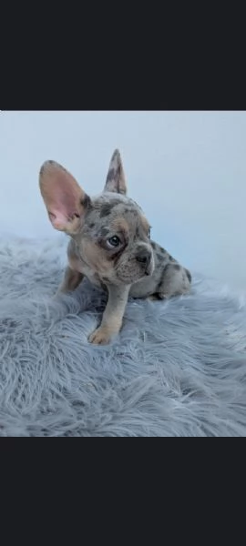 Bulldog francese cuccioli | Foto 3