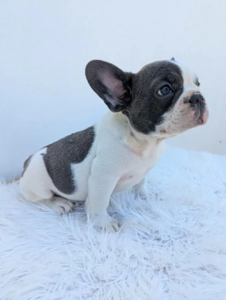 Bulldog francese cuccioli | Foto 1