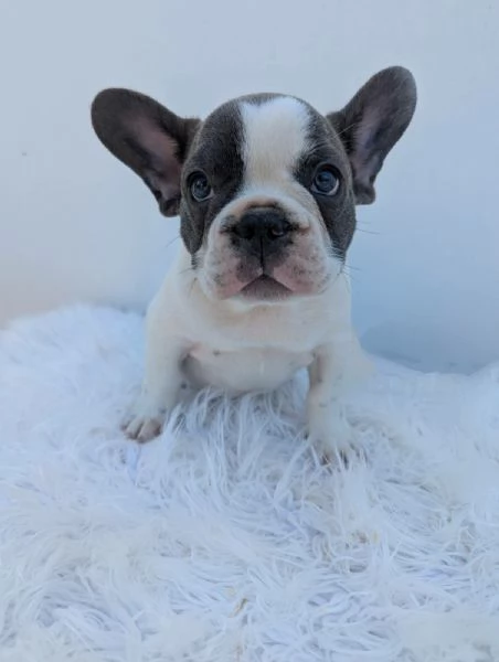 Bulldog francese cuccioli