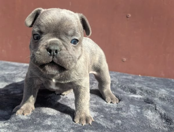 Bulldog francesi cuccioli | Foto 2