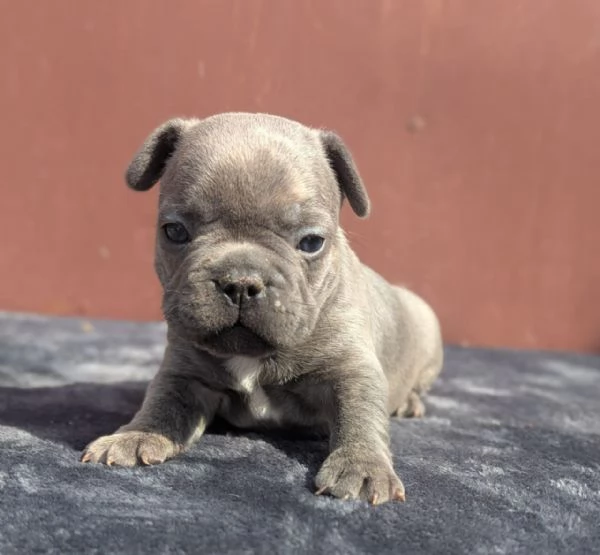 Bulldog francesi cuccioli | Foto 0