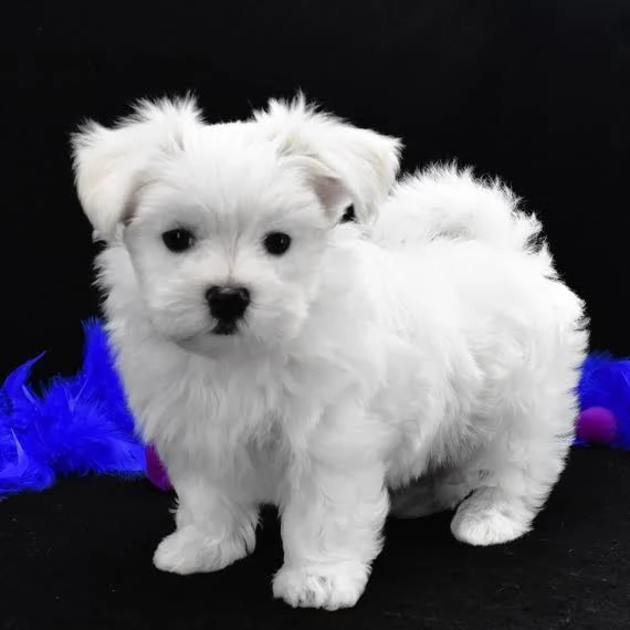 REGALO Dolci cuccioli Maltese per l'adozione