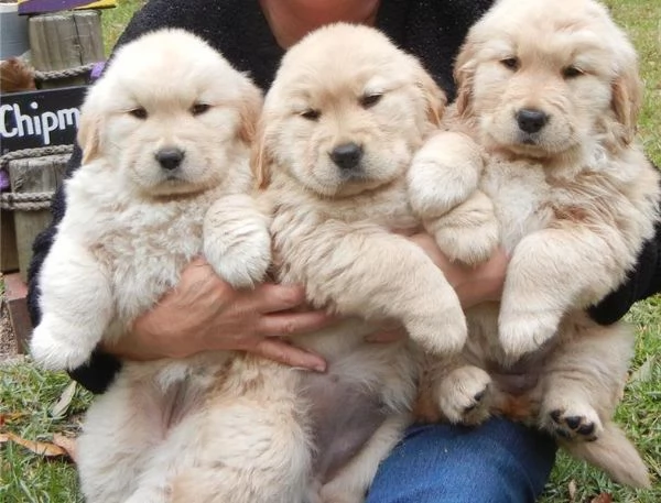 Regalo Cuccioli di Golden retriver