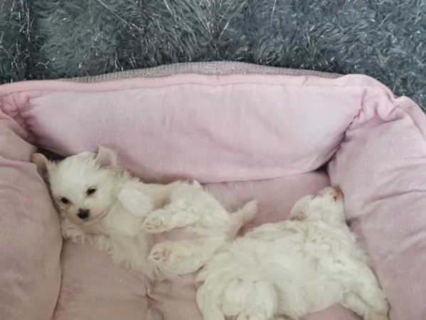 MALTESE & MALTESI | Foto 3