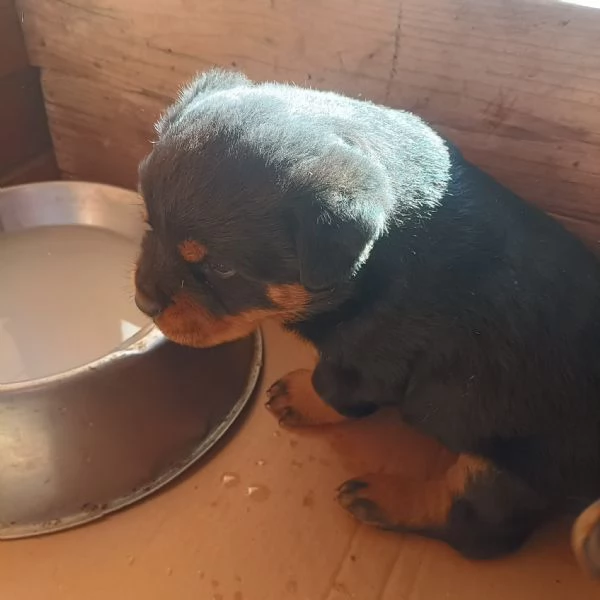 Rottweiler cucciolo in cerca di famiglia | Foto 4
