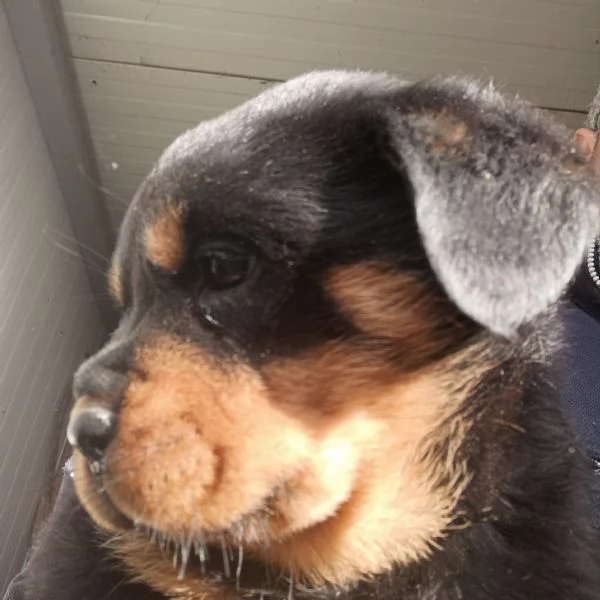 Rottweiler cucciolo in cerca di famiglia | Foto 3