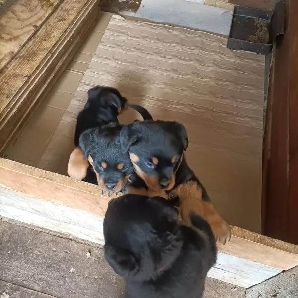 Rottweiler cucciolo in cerca di famiglia | Foto 2