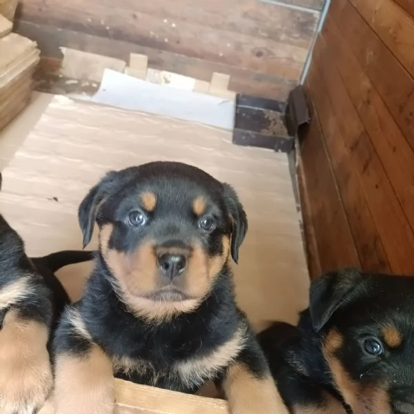 Rottweiler cucciolo in cerca di famiglia | Foto 1