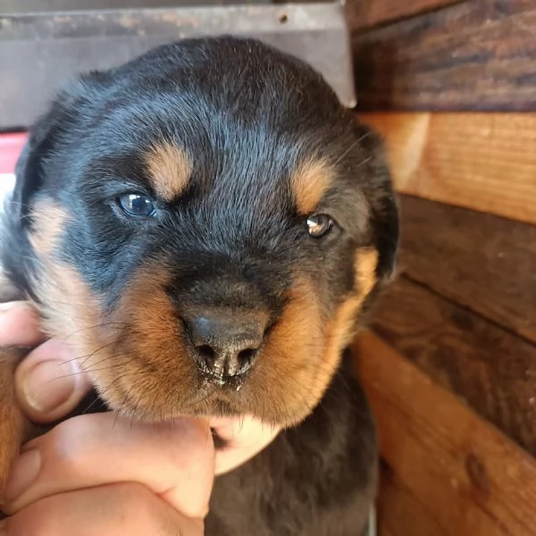 Rottweiler cucciolo in cerca di famiglia | Foto 0