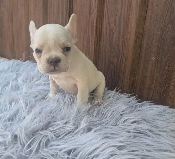 Bulldog francesi cuccioli esotici | Foto 4