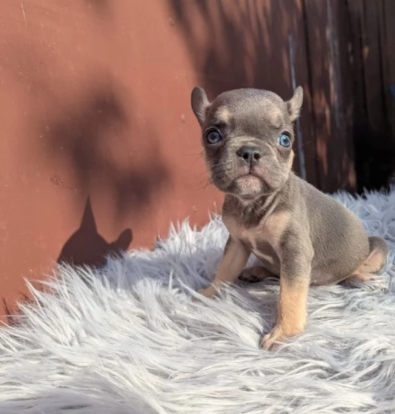 Bulldog francesi cuccioli esotici | Foto 3