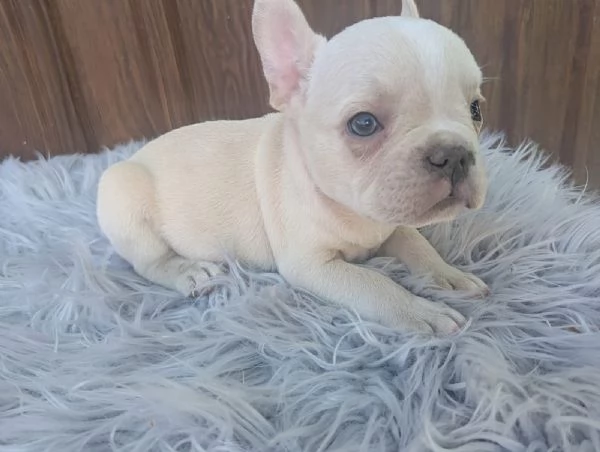 Bulldog francesi cuccioli esotici | Foto 2
