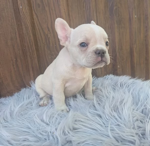 Bulldog francesi cuccioli esotici | Foto 1