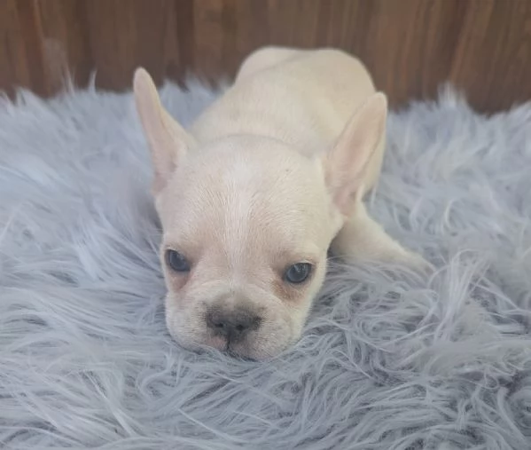 Bulldog francesi cuccioli esotici