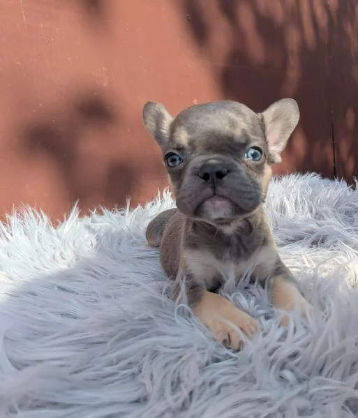 Bulldog francesi cuccioli esotici | Foto 0