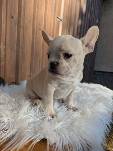 Bulldog francese cuccioli | Foto 3