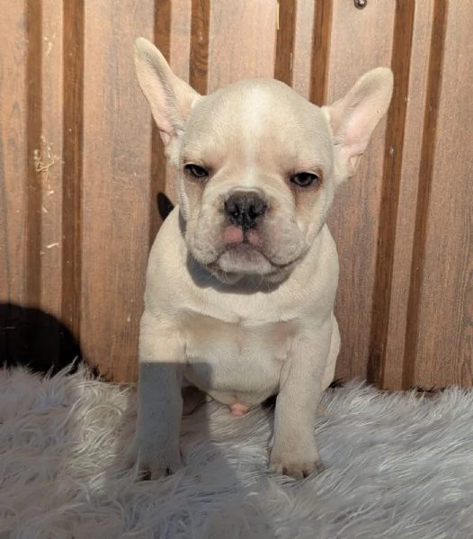 Bulldog francese cuccioli | Foto 2