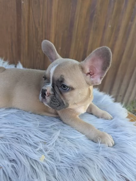 Bulldog francese cuccioli | Foto 1
