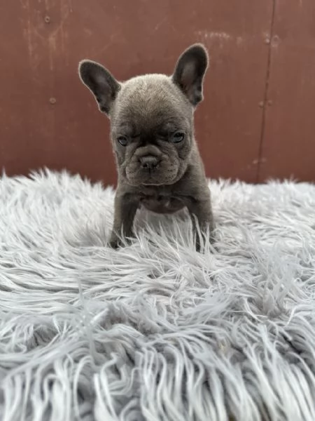 Bulldog francesi merle and tan | Foto 4