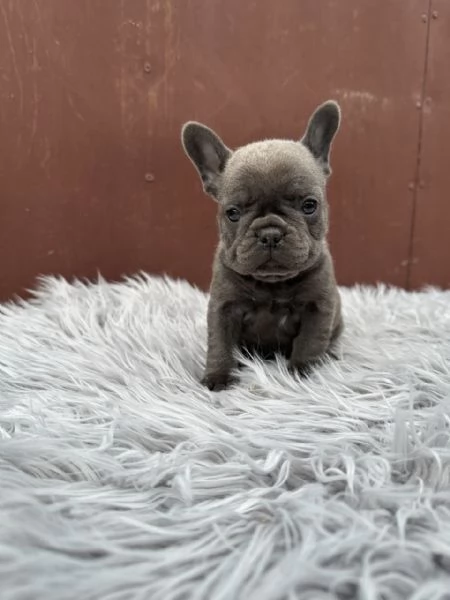 Bulldog francesi merle and tan | Foto 1