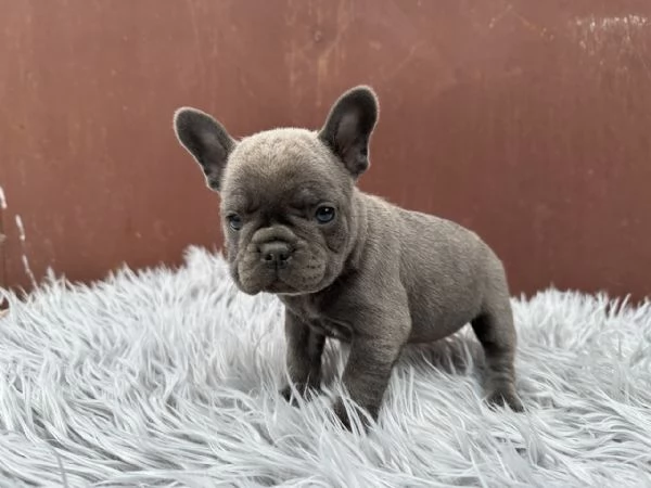 Bulldog francesi merle and tan