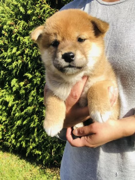 Cuccioli di shiba inu 3 mesi!!