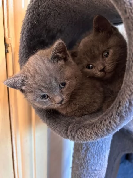 Cucciolo British Shorthair