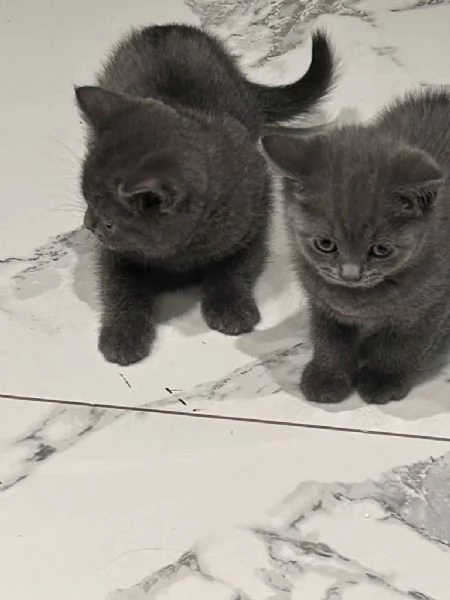 Cucciole British Shorthair