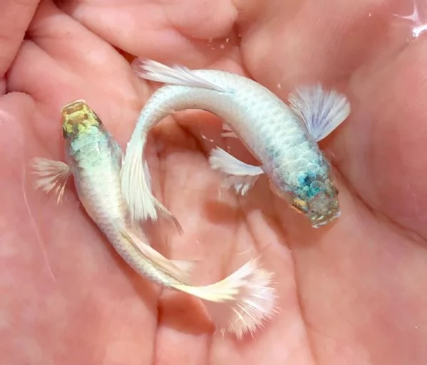 Pesce guppy in vendita