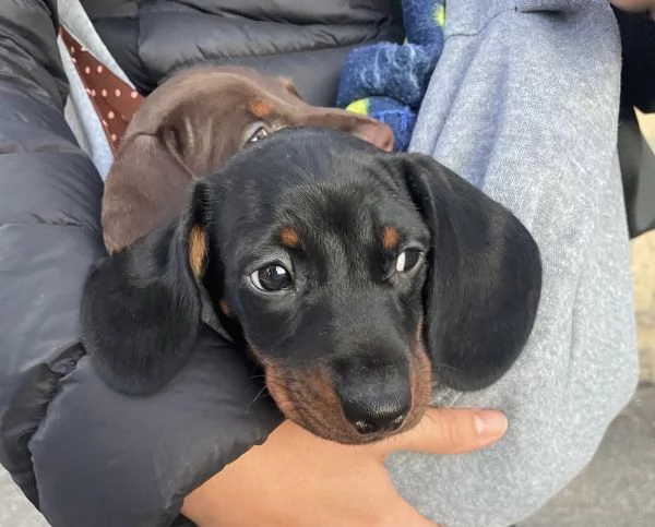 Cucciolo bassotto kaninchen