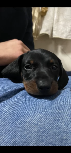 Cucciolo bassotto kaninchen | Foto 2