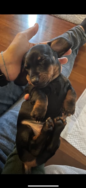 Cucciolo bassotto kaninchen | Foto 1