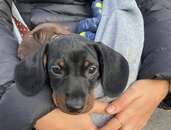 Cucciolo bassotto kaninchen | Foto 0