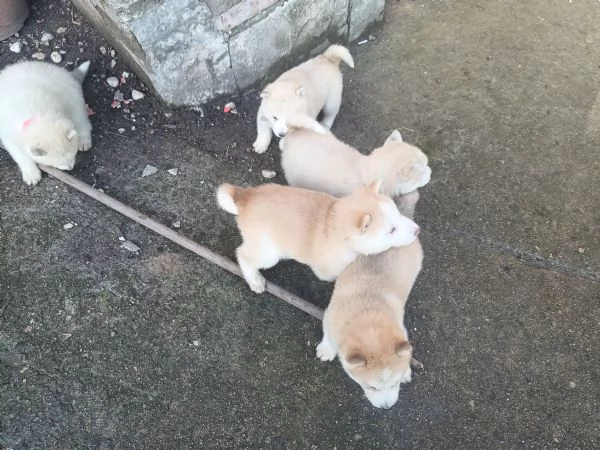 Cuccioli di siberian husky senza pedigree  | Foto 0