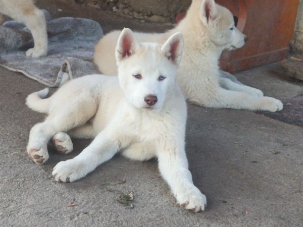 Cuccioli di siberian husky senza pedigree  | Foto 0