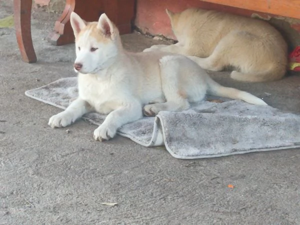 Cuccioli di siberian husky senza pedigree 