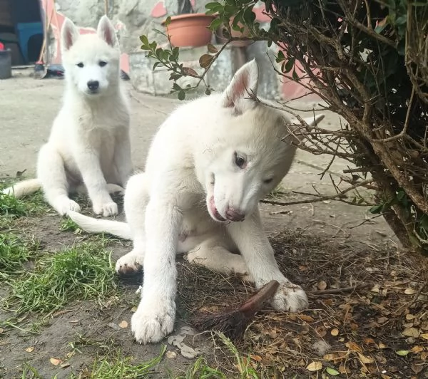 Cucciola di Siberian husky senza pedigree | Foto 5