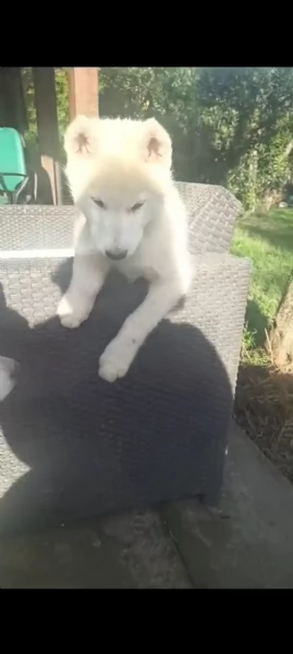 Cucciola di Siberian husky senza pedigree | Foto 4