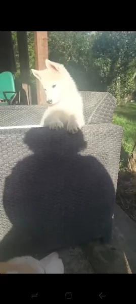 Cucciola di Siberian husky senza pedigree